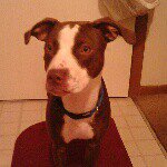 jada gibson - @pitbull_freak - Instagram