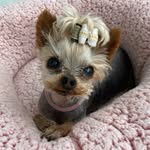 Jada 💞 - @senioryorkiejada - Instagram