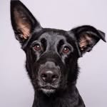 Jada | Shepherd Mix - @wassupjadapup - Instagram