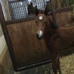 Jada Sullivan - @jade1234horses - Instagram