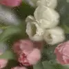 Jada Thomson - @jada.elizabeth.rose - TikTok