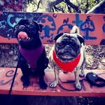 Jada & Tyson - @double_trouble_pugs - Instagram