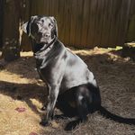 Jada Webster - @jada_the_labrador - Instagram