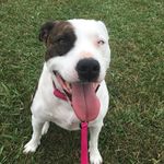 Jade Wiley-Luna - @jadethedogbabe - Instagram