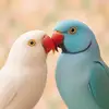 Amor de Blu e Jade 💕 - @amordebluejade - TikTok
