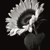 jadearrington499 - @jadearrington499 - TikTok