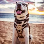 Jade Choi - @furryelaine - Instagram