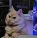 Jade Chu - Facebook