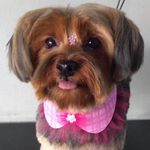 Jade Conde Moreira 🐶 - @jadeconde.york - Instagram