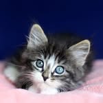Jade cormier - @jadou20088 - Instagram
