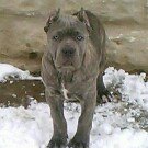 Jade Curry Cane Corso - @jadecurry - Instagram