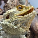 Jade Davey - @naturetintedlense - Instagram