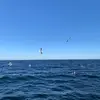 jadendinh1 - @jaden.dinh5 - TikTok