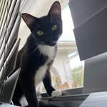 𝕵𝖆𝖉𝖊 𝕰𝖉𝖊𝖓 𝕰𝖆𝖛𝖊𝖘 🖤 - @jadethetuxie - Instagram