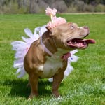 Jade Epps - @stella.the.american.bully - Instagram