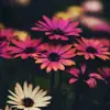 Jade Fleming - @jade.fleming7 - TikTok