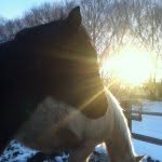 Jade Forrest - @hobby_horses - Instagram