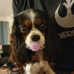 jade garner - @lily_cavalier_puppy - Instagram