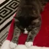 jadegillespie - @jadegillespie - TikTok