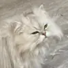 jade - @jade_hennessy_ - TikTok