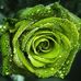 Jade Holmes - Facebook
