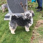 Jade Hood My Dog Buster ❤️😍 - @buster12353 - Instagram