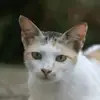 Jade Ingles - @jade.ingles - TikTok