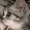 jadeku - @jadeku33 - TikTok
