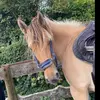 jadelampe0 - @jade.equitation.01 - TikTok