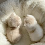 Jade Leroux - Facebook