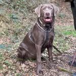 Lotti - @jade.lotti.labrador - Instagram