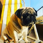 Jade Pug - @jadeloupug - Instagram