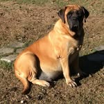 jade mastiff ingles - @jademastiff - Instagram