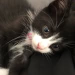 Jade Mckee - @jade_the_kitten19 - Instagram