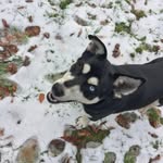 that_one_dog_nova-jade-messer - @that_one_dog_nova.jade.messer - Instagram