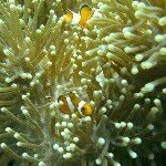 Jade Morrison - @ocean_one_diving - Instagram