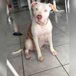 Jade Alves - @jade_pit_rednose - Instagram