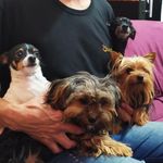 Jade, Snow, Nina, Thor - @doguineosss_ - Instagram
