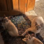 Jade Snow Pipoca Jessy Nanda Mutley Zeus Wandinha & Platão - @catmiaus_ - Instagram