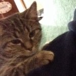 Jade The Cat🐯 - @jade_the_alley_cat - Instagram