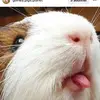 jadethibault04 - @jadethibault04 - TikTok