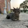 jade 🐱 - @jade.thomas_ - TikTok