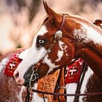 Jade Ware - @jade____equestrian - Instagram
