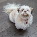 Presley Jade Weiss - @presleyjadeshihtzu - Instagram