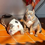 Jade e Sofia - @jadewhiteheadbully - Instagram