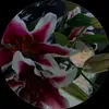 jade - @jadewilder67 - TikTok