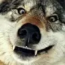 Jade Wolf - @that_0ne_wolf - TikTok