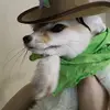 jadewolf - @foxwolf212 - TikTok