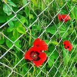 🍀جاده ی بهشت🍀 - @jadeyebehesht - Instagram