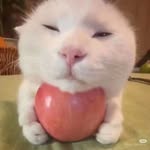 Pei yee - @jade_yeap_408 - Instagram